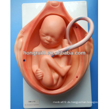 ISO Siebter Monat der Schwangerschaft, Embryonale Entwicklung Modelle